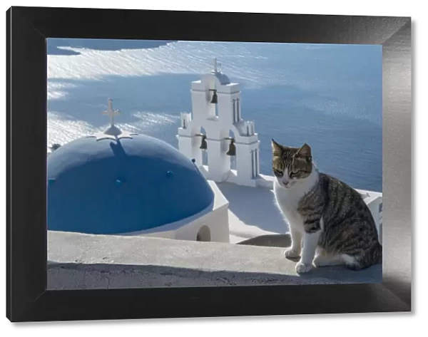 Greece, Santorini. Cat posing on the wall above the iconic Three Bells of Fira, a