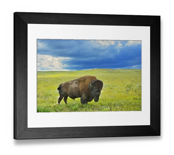 Framed Print : Canada, Saskatchewan, Grasslands National Park. Plains bison in grasslands. Credit as Framed Print : Canada, Saskatchewan, Grasslands National Park. Plains bison in grasslands. Credit as