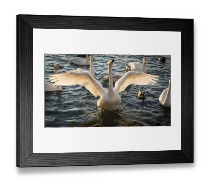 Framed Print : Iceland, Reykjavik, Tjornin. Backlit whooper swan with wings spread Framed Print : Iceland, Reykjavik, Tjornin. Backlit whooper swan with wings spread