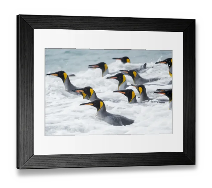 Framed Print : King Penguin (Aptenodytes patagonicus) rookery on Salisbury Plain in the Bay of Isles Framed Print : King Penguin (Aptenodytes patagonicus) rookery on Salisbury Plain in the Bay of Isles