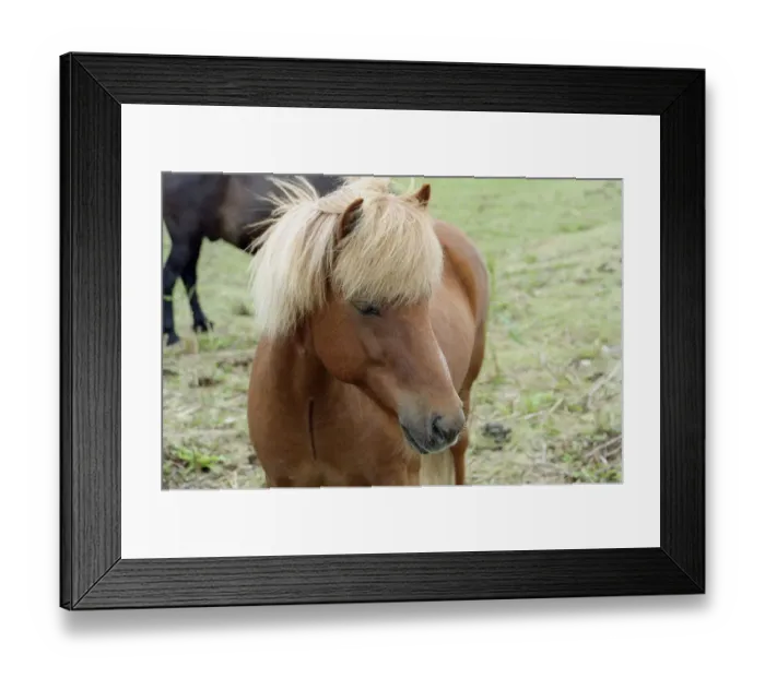 Framed Print : These small horses are the size of ponies, live long lives and are a hardy breed