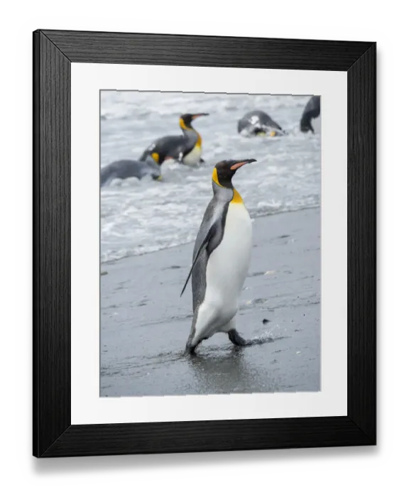 Framed Print : King Penguin (Aptenodytes patagonicus) rookery on Salisbury Plain in the Bay of Isles Framed Print : King Penguin (Aptenodytes patagonicus) rookery on Salisbury Plain in the Bay of Isles