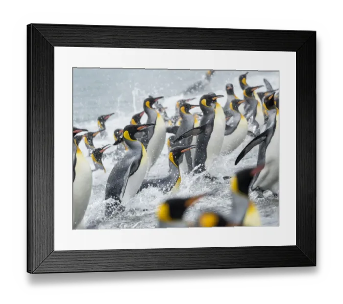 Framed Print : King Penguin (Aptenodytes patagonicus) rookery on Salisbury Plain in the Bay of Isles Framed Print : King Penguin (Aptenodytes patagonicus) rookery on Salisbury Plain in the Bay of Isles
