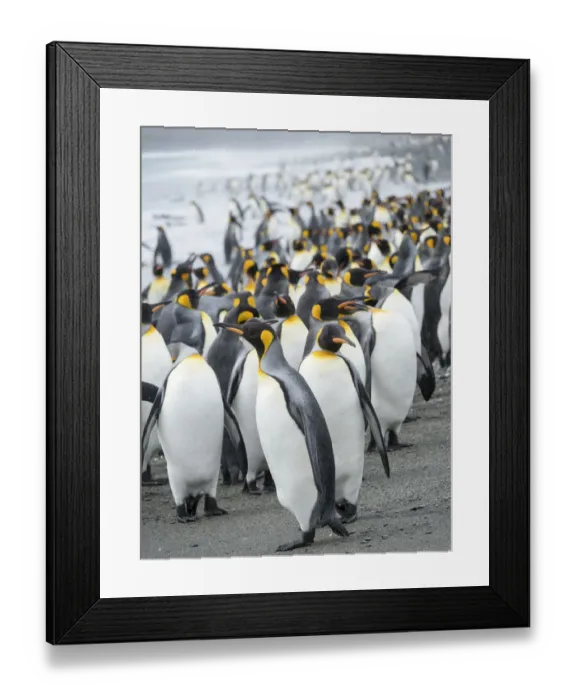 Framed Print : King Penguin (Aptenodytes patagonicus) rookery on Salisbury Plain in the Bay of Isles Framed Print : King Penguin (Aptenodytes patagonicus) rookery on Salisbury Plain in the Bay of Isles