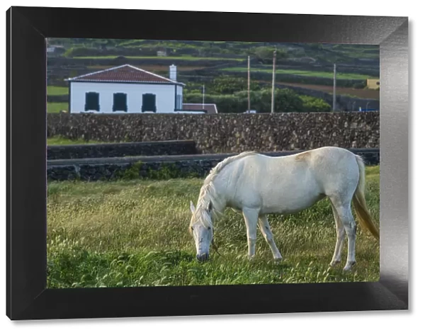Portugal, Azores, Terceira Island, Porto Negrito. Horse