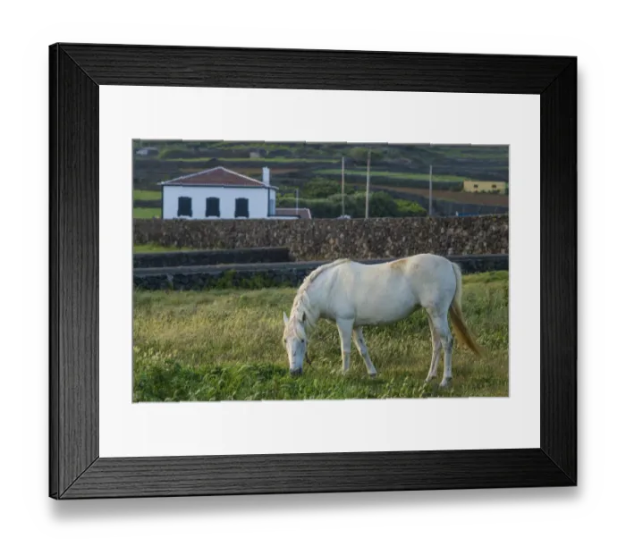 Framed Print : Portugal, Azores, Terceira Island, Porto Negrito. Horse