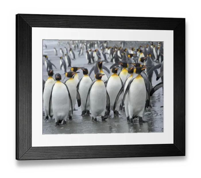 Framed Print : King Penguin (Aptenodytes patagonicus) rookery on Salisbury Plain in the Bay of Isles