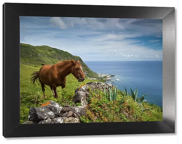 Portugal, Azores, Santa Maria Island, Maia. Horse in coastal pasture
