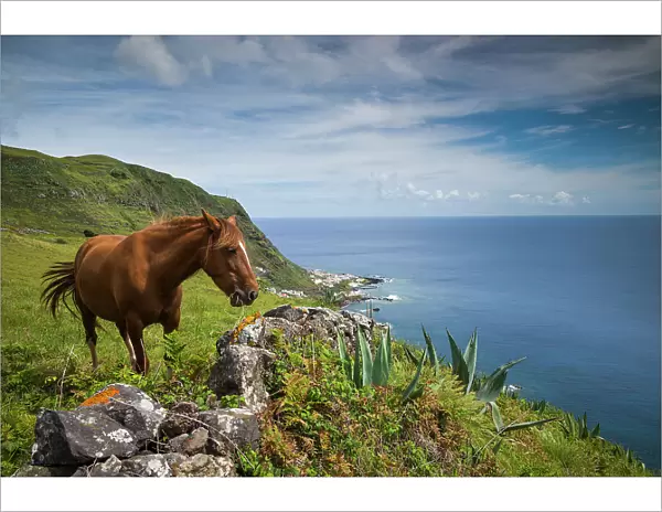 Portugal, Azores, Santa Maria Island, Maia. Horse in coastal pasture