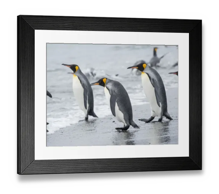 Framed Print : King Penguin (Aptenodytes patagonicus) rookery on Salisbury Plain in the Bay of Isles Framed Print : King Penguin (Aptenodytes patagonicus) rookery on Salisbury Plain in the Bay of Isles