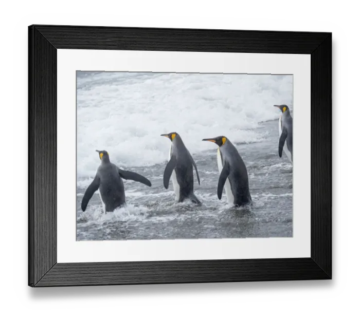 Framed Print : King Penguin (Aptenodytes patagonicus) rookery on Salisbury Plain in the Bay of Isles Framed Print : King Penguin (Aptenodytes patagonicus) rookery on Salisbury Plain in the Bay of Isles
