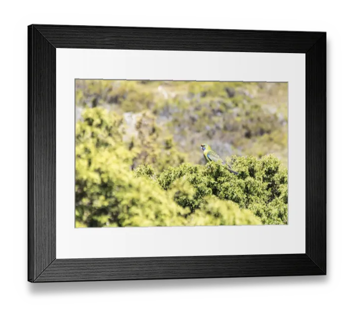 Framed Print : Australia, Tasmania, Cradle Mountain Lake Sinclair National Park Framed Print : Australia, Tasmania, Cradle Mountain Lake Sinclair National Park