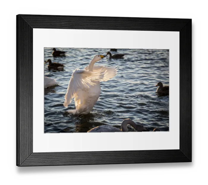 Framed Print : Iceland, Reykjavik, Tjornin. Backlit whooper swan with wings spread Framed Print : Iceland, Reykjavik, Tjornin. Backlit whooper swan with wings spread