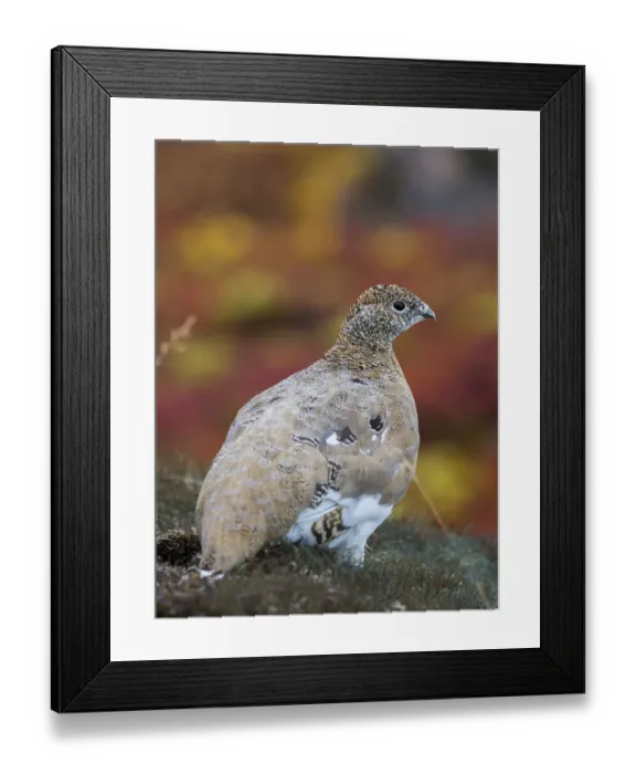 Framed Print : Rock Ptarmigan (Lagopus muta) in autumnal Tundra in the north west of Greenland. Greenland Framed Print : Rock Ptarmigan (Lagopus muta) in autumnal Tundra in the north west of Greenland. Greenland