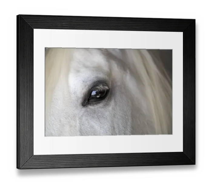 Framed Print : Spain, Balearic Islands, Mallorca. Esporles. La Granja. Museum. White horse Framed Print : Spain, Balearic Islands, Mallorca. Esporles. La Granja. Museum. White horse