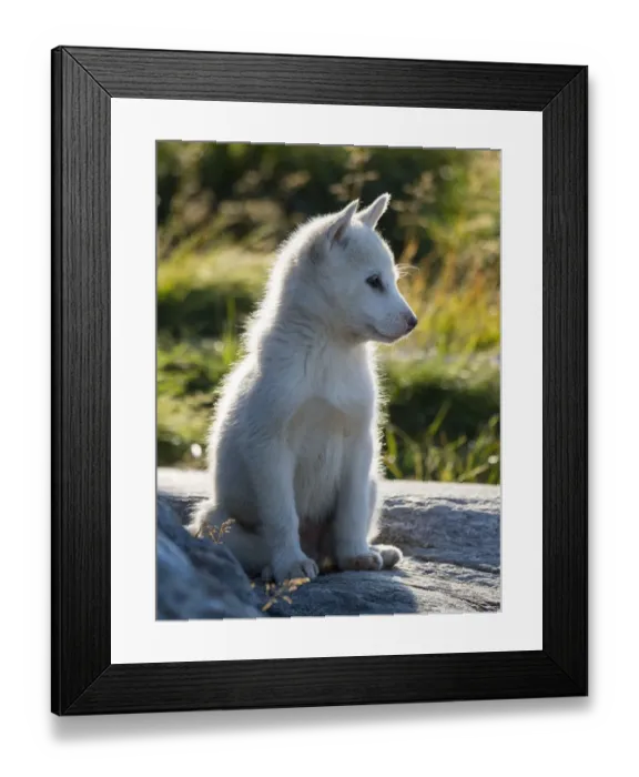 Framed Print : Sled Dogs. Inuit village Oqaatsut (once called Rodebay) located in Disko Bay. Greenland Framed Print : Sled Dogs. Inuit village Oqaatsut (once called Rodebay) located in Disko Bay. Greenland