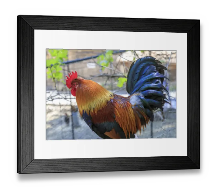 Framed Print : Spain, Balearic Islands, Mallorca. Esporles. La Granja. Museum. Rooster