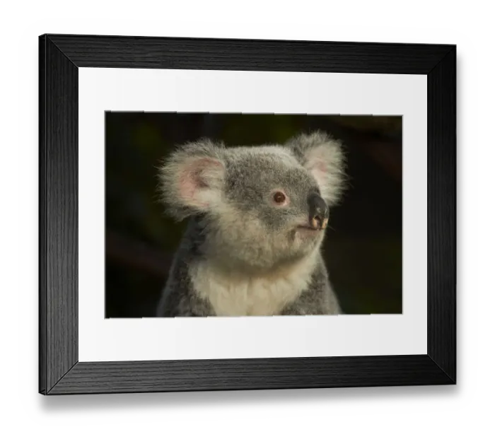 Framed Print : Koala, Australia (Phascolarctos cinereus) Framed Print : Koala, Australia (Phascolarctos cinereus)