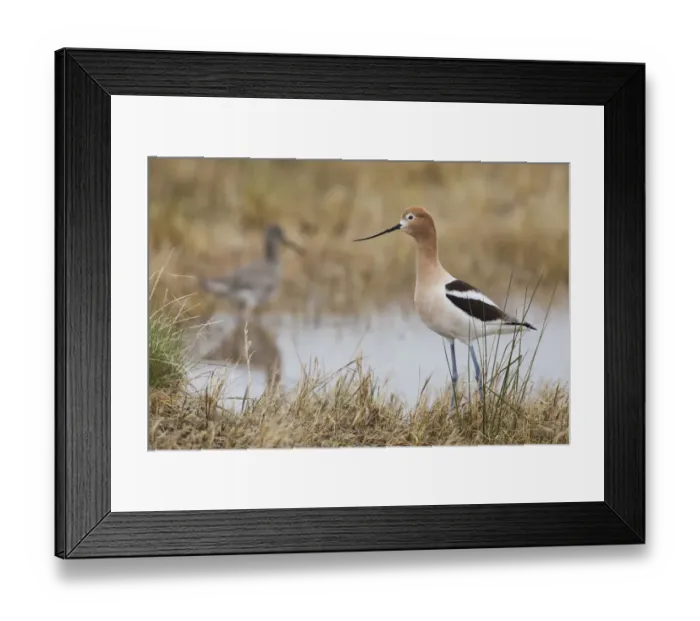 Framed Print : American Avocet Framed Print : American Avocet
