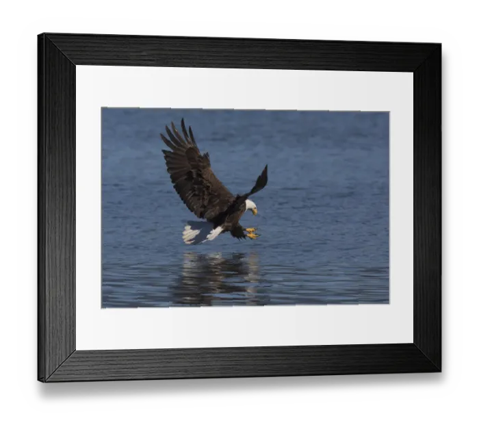 Framed Print : Bald Eagle going after prey Framed Print : Bald Eagle going after prey