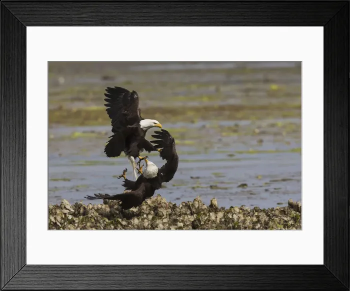 Framed Print : Bald Eagle pair fighting