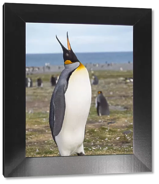 King Penguin (Aptenodytes patagonicus) on the island of South Georgia, rookery in St