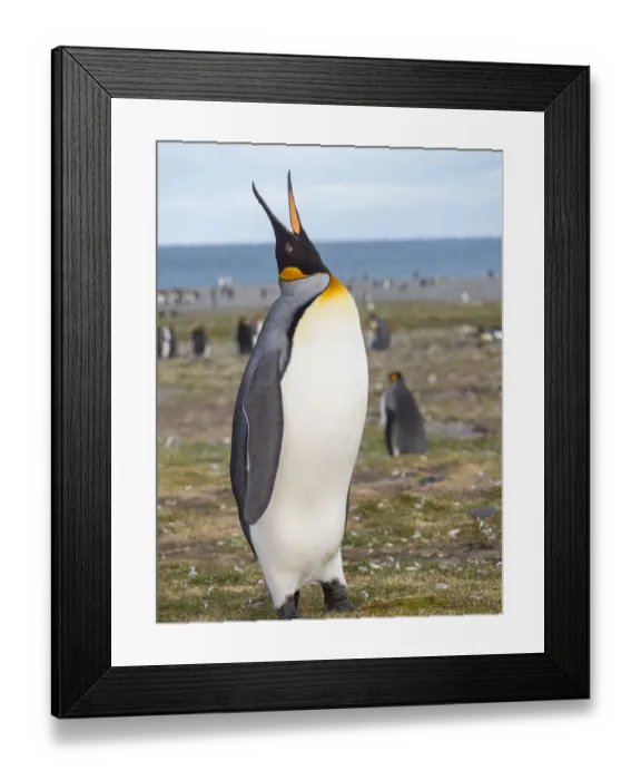 Framed Print : King Penguin (Aptenodytes patagonicus) on the island of South Georgia, rookery in St Framed Print : King Penguin (Aptenodytes patagonicus) on the island of South Georgia, rookery in St