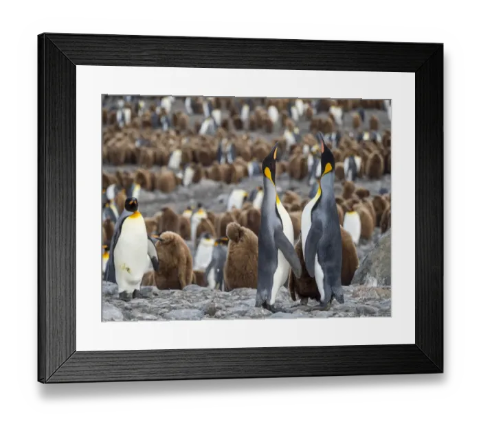 Framed Print : King Penguin (Aptenodytes patagonicus) on the island of South Georgia, rookery in St