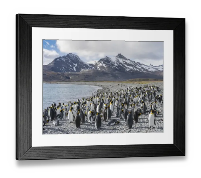 Framed Print : King Penguin (Aptenodytes patagonicus) on the island of South Georgia, rookery in Fortuna Bay