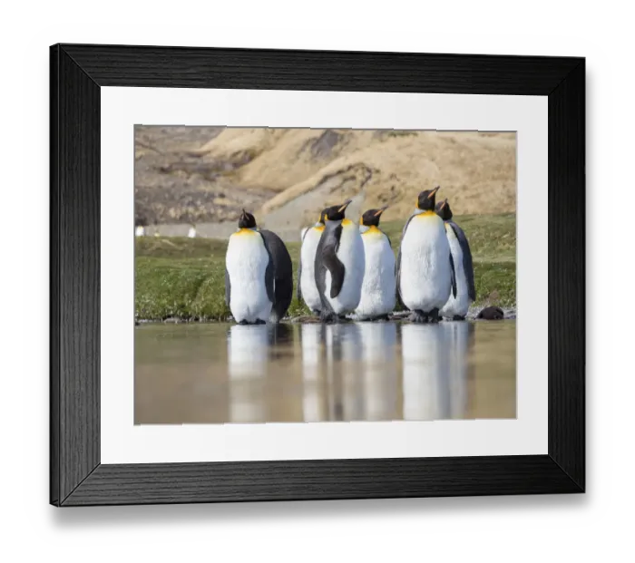 Framed Print : King Penguin (Aptenodytes patagonicus) on the island of South Georgia, rookery in Fortuna Bay Framed Print : King Penguin (Aptenodytes patagonicus) on the island of South Georgia, rookery in Fortuna Bay