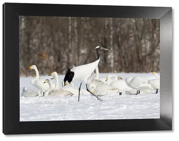 Red Crowned Crane and Whooper Swans on the northern Island of Hokkaido, Japan