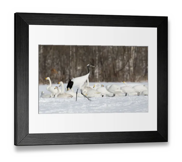 Framed Print : Red Crowned Crane and Whooper Swans on the northern Island of Hokkaido, Japan Framed Print : Red Crowned Crane and Whooper Swans on the northern Island of Hokkaido, Japan