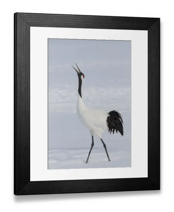 Framed Print : Red Crowned Crane of northern Island of Hokkaido, Japan
