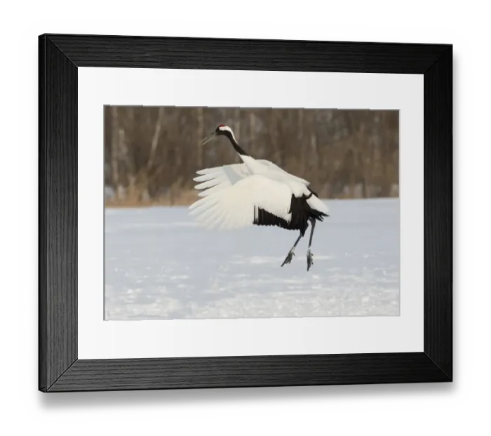Framed Print : Red Crowned Crane of northern Island of Hokkaido, Japan Framed Print : Red Crowned Crane of northern Island of Hokkaido, Japan