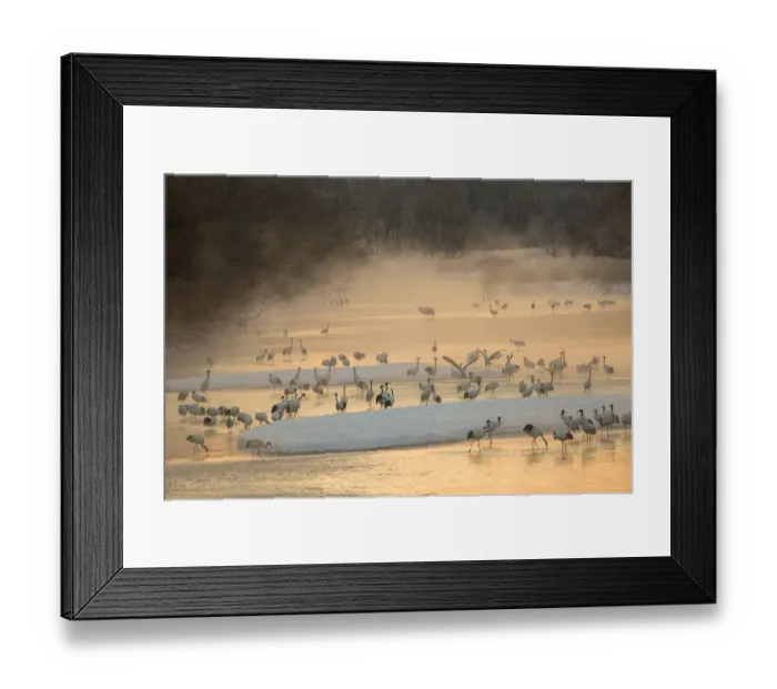 Framed Print : Morning first light and steam coming off of river with resting Red Crowned Cranes