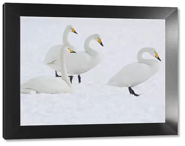 Whooper Swans in Hokkaido, Japan