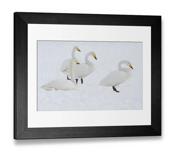 Framed Print : Whooper Swans in Hokkaido, Japan Framed Print : Whooper Swans in Hokkaido, Japan