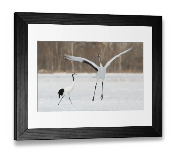 Framed Print : Red Crowned Crane of northern Island of Hokkaido, Japan Framed Print : Red Crowned Crane of northern Island of Hokkaido, Japan