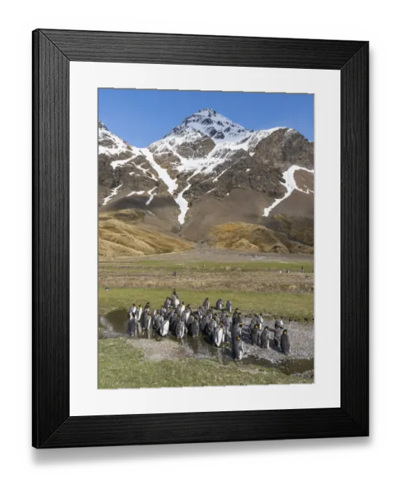 Framed Print : King Penguin (Aptenodytes patagonicus) on the island of South Georgia, rookery in Fortuna Bay Framed Print : King Penguin (Aptenodytes patagonicus) on the island of South Georgia, rookery in Fortuna Bay
