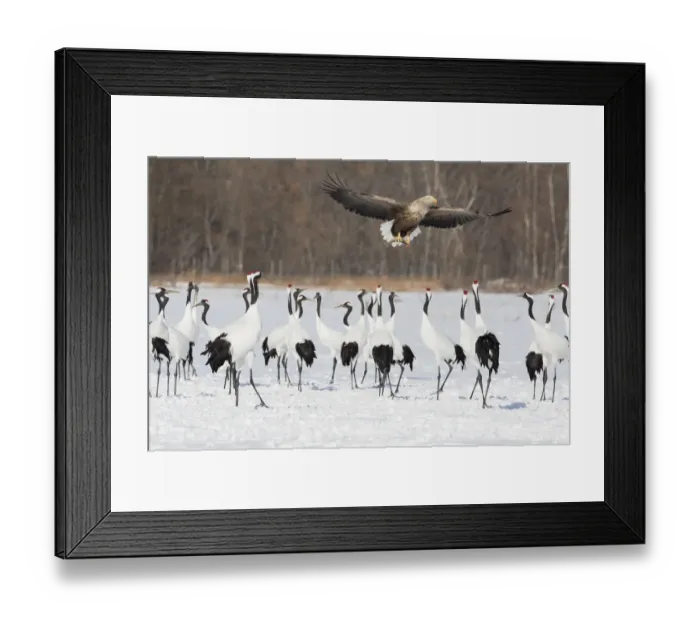 Framed Print : Red Crowned Crane of northern Island of Hokkaido and White-Tailed Eagle flying with fish, Japan
