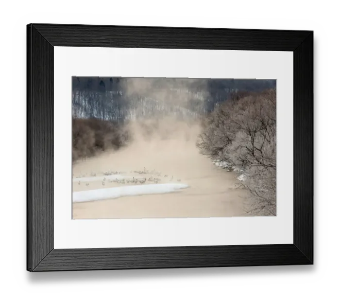 Framed Print : Morning first light and steam coming off of river with resting Red Crowned Cranes Framed Print : Morning first light and steam coming off of river with resting Red Crowned Cranes