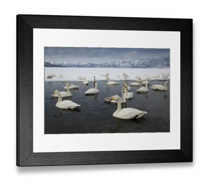 Framed Print : Whooper swans on frozen Lake Kussharo, Hokkaido Framed Print : Whooper swans on frozen Lake Kussharo, Hokkaido