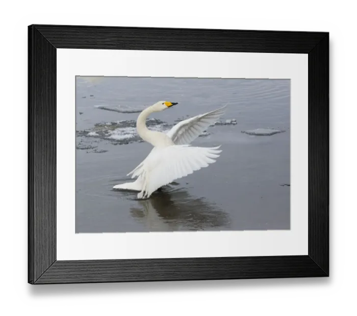 Framed Print : Whooper swans flapping wings on frozen Lake Kussharo, Hokkaido Framed Print : Whooper swans flapping wings on frozen Lake Kussharo, Hokkaido
