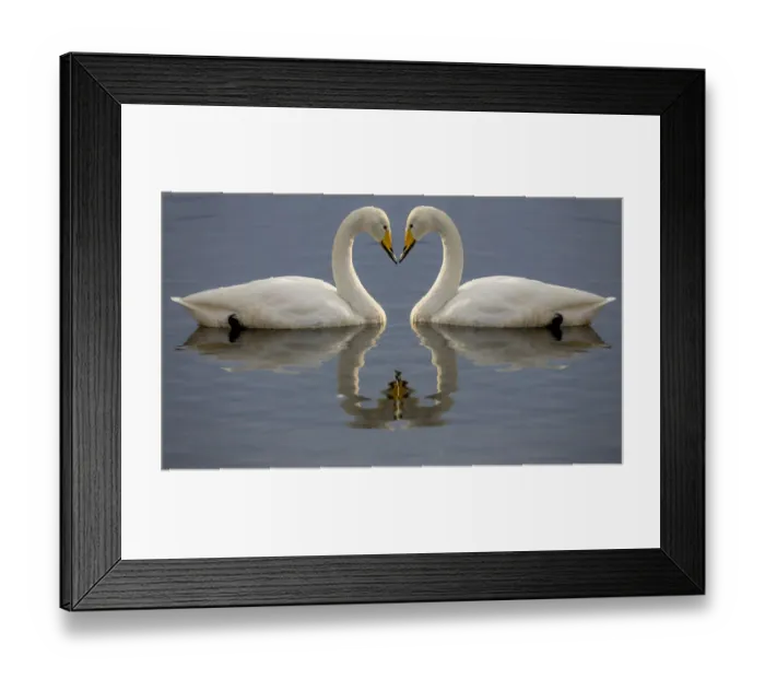Framed Print : Whooper swans bill to bill on frozen Lake Kussharo, Hokkaido Framed Print : Whooper swans bill to bill on frozen Lake Kussharo, Hokkaido