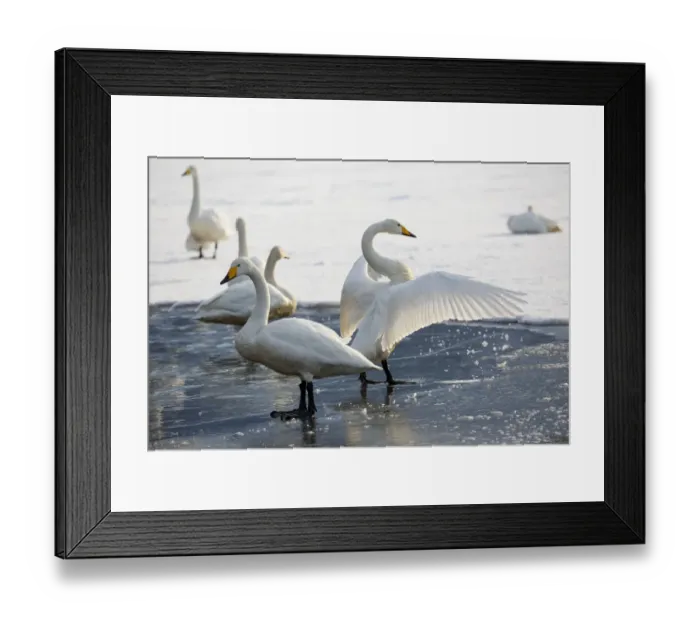 Framed Print : Whooper swans flapping wings on frozen Lake Kussharo, Hokkaido Framed Print : Whooper swans flapping wings on frozen Lake Kussharo, Hokkaido