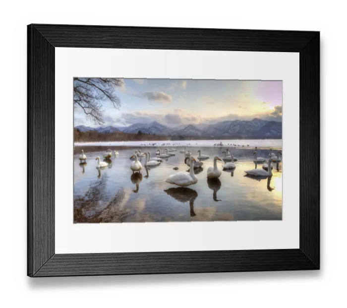 Framed Print : Whooper Swans in Lake Kussharo, Hokkaido, Japan Framed Print : Whooper Swans in Lake Kussharo, Hokkaido, Japan