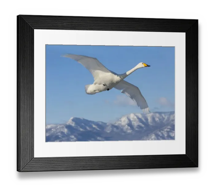 Framed Print : Whooper swans flying on frozen Lake Kussharo, Hokkaido Framed Print : Whooper swans flying on frozen Lake Kussharo, Hokkaido