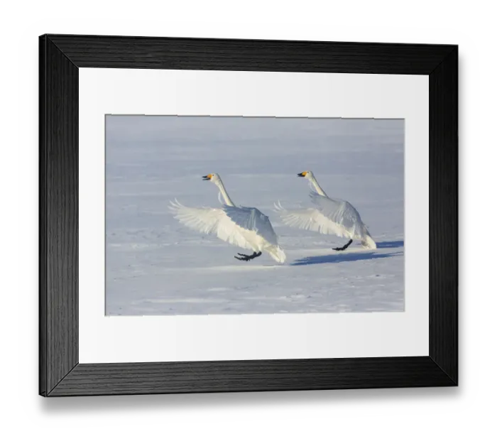 Framed Print : Whooper swans on frozen Lake Kussharo, Hokkaido Framed Print : Whooper swans on frozen Lake Kussharo, Hokkaido