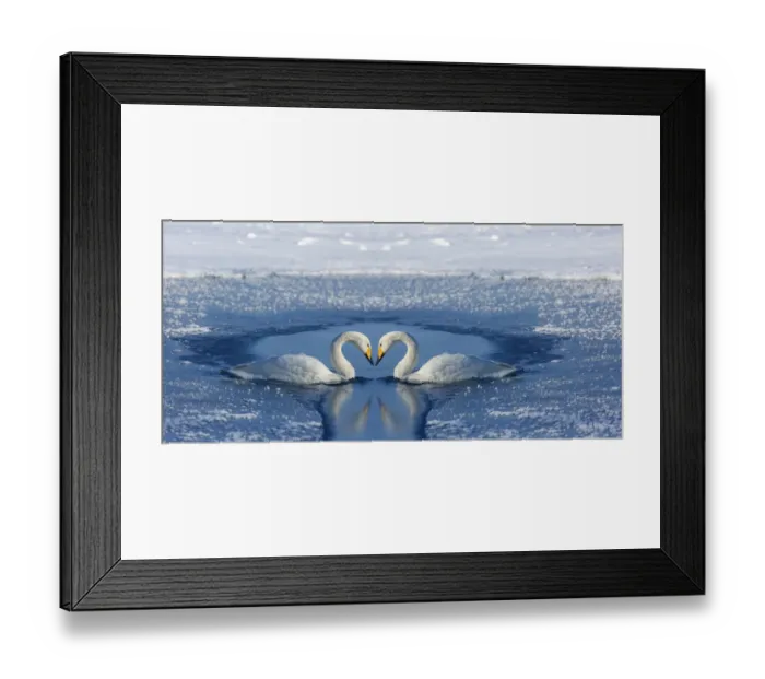 Framed Print : Whooper swans bill to bill on frozen Lake Kussharo, Hokkaido