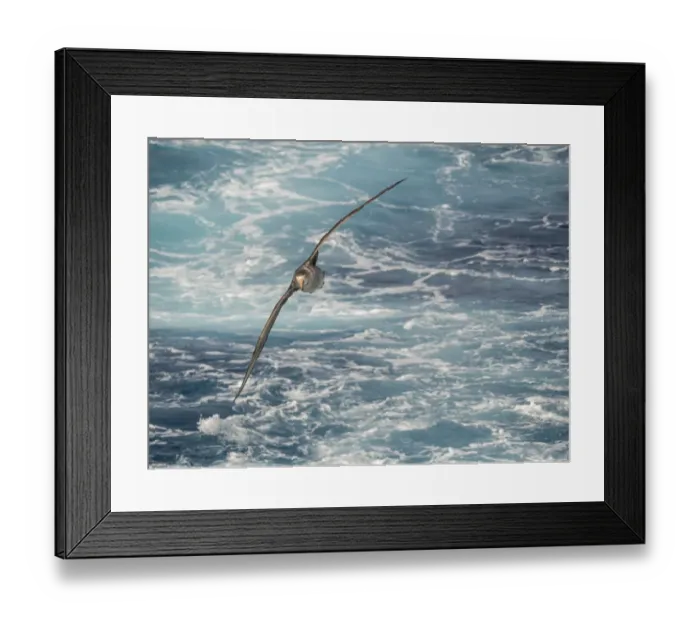 Framed Print : Northern Giant Petrel or Halls Giant Petrel (Macronectes halli) soaring over Framed Print : Northern Giant Petrel or Halls Giant Petrel (Macronectes halli) soaring over